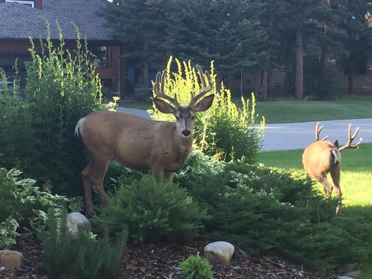 Redwood Retreat Bed and Breakfast Bragg Creek Exterior foto